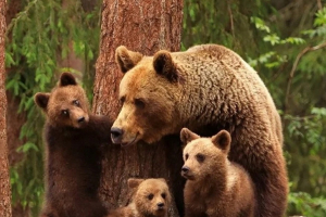 Медвежий сбор